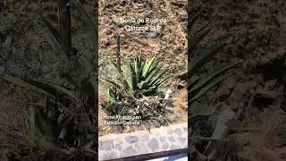 Informes de Hotel Ricardo’s al WhatsApp 8110804271🇲🇽 #slp #viajes #turismo #travel #viaje #viajar