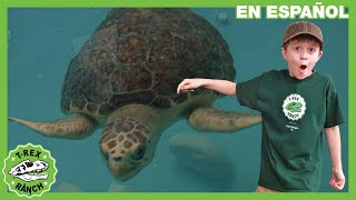 Rescatando a las tortugas marinas | Videos de dinosaurios y juguetes para niños