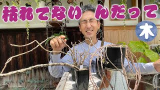 【植物って面白い】枯れてるって？生きてるよ！ゾンビプランツは擬態して生き残る【本田高史】