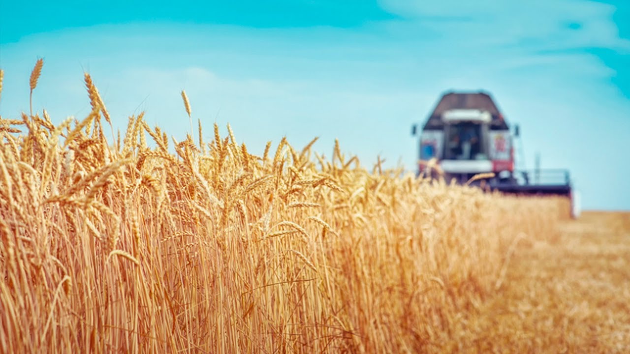 Рекордный урожай в России, в этом сельхозгоду страна экспортирует до 65 млн тонн зерна