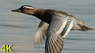 Knäkente: fliegend, Balz, Paarung  --  Garganey in flight, Courtship, Mating