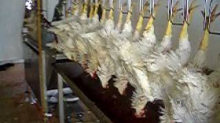 Ing.galimberti Y Cía - Peladero Chico - Aturdidor Y Escaldador