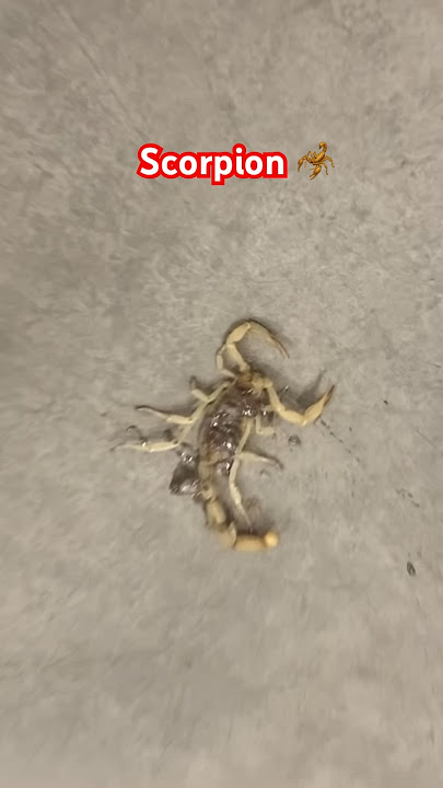 Scorpion hunters. #scorpion #desert #scorpionhunter #smash #venomous #work smashed scorpion at work