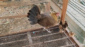 Qhia tu nyuam qaib dib & qaib qus