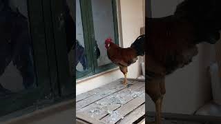 Rooster mirror prank | Rooster reactions in window mirror