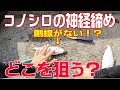 【神経締め】糸島で釣れたコノシロを神経締め。目印の側線がない！？【神経締めオジサン】