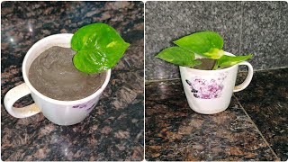 How to grow Money Plants in Coffee Mugs/Cups - grow money plant in a tea cup - Money Plant Ideas