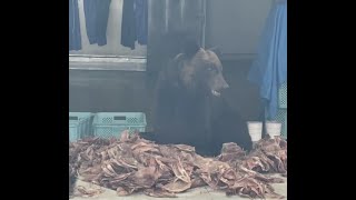 激写】ヒグマがスルメイカをムシャムシャ食べる…水産加工場の作業場に