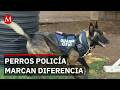 Binomios caninos se convierten en aliados clave de la seguridad en Michoacán
