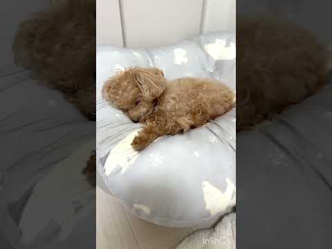笑顔で寝る犬に癒される…😊❤️
