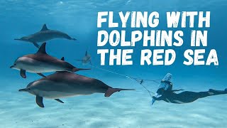 Subwing - Flying with dolphins in the Red Sea