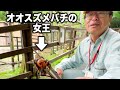 巨大なハチの女王をピンセットで楽しそうに持っちゃううちの園長【オオスズメバチ】