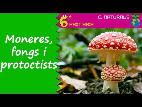 Vídeo: Quines són les característiques dels protistes?