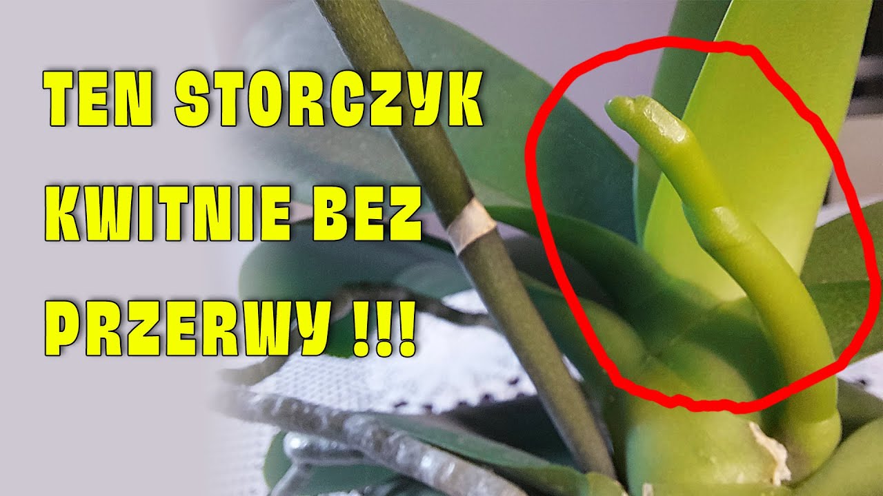 Ten Storczyk KWITNIE BEZ PRZERWY! Co takiego z nim robię