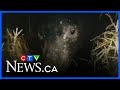 Bear cub rescued after slash pile fire