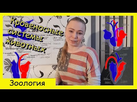 Кровеносные системы животных.