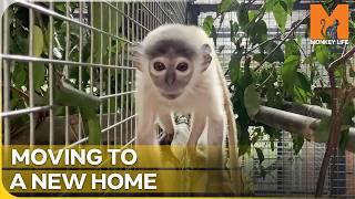 Introducing a Tiny Rescue Baby to a New Family | Monkey Life | Season 17 Episode 14