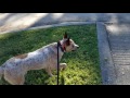 Cattle Dog Trainers In Houston TX, Off Leash K9 Training 2 YR Red Heeler Hudson Cattle Dog Trainers In Houston TX, Off Leash K9 Training 2 YR Red Heeler Hudson