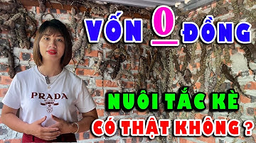 Nuôi Tắc Kè Tại Nhà – Vốn Gần Như 0 Đồng, Hiệu Quả Bất Ngờ | Khởi Nghiệp Chăn Nuôi
