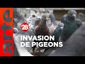 Intressant  pourquoi nos villes sontelles pleines de pigeons   28 minutes  arte