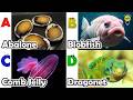 Learn Ocean Animal Names | ABC Sea Animals song | Most Popular Sea Creatures | Alphabets Kids Song