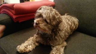 Download Lagu Bolonka Zwetna - Shake Hands - Funny Amazing Dog MP3