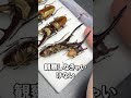 虫に針を刺す理由