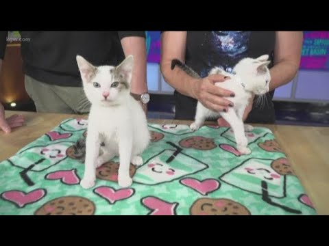 Attend the Oregon Humane Society's cat party - YouTube