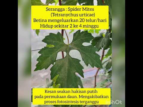 Musuh Diam Tanaman Anggur & Langkah Kawalan - Spider Mites