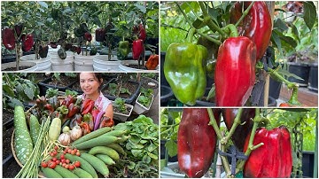 Thu hoạch ớt chuông, mướp hương, rau dền, mồng tơi, đậu đủa sau vườn ở Úc