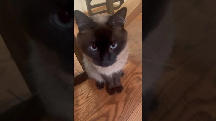 Watch the video about Cutie #cat #catlover #cute #siamese #animals