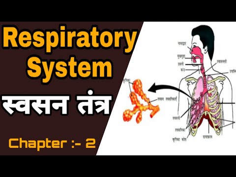 respiration in human beings class 10 | manav me swasan tantra