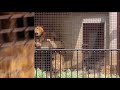 朝一のライオンファミリー in 桐生が岡動物園 の動画、YouTube動画。