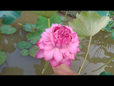 Hoa Sen Có Mấy Cánh - Hoa Sen Ngàn Cánh Và Cách Làm Cho Hoa Nở @The Canh Rose