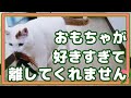 猫のキクちゃんが釣られるところがかわいい☆The place where the cat Kiku can be caught is cute