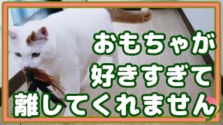 猫のキクちゃんが釣られるところがかわいい☆The place where the cat Kiku can be caught is cute