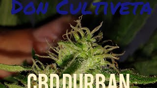 Supreme CBD Durban Nirvana Seeds Don Cultiveta Parte 5 Exterior