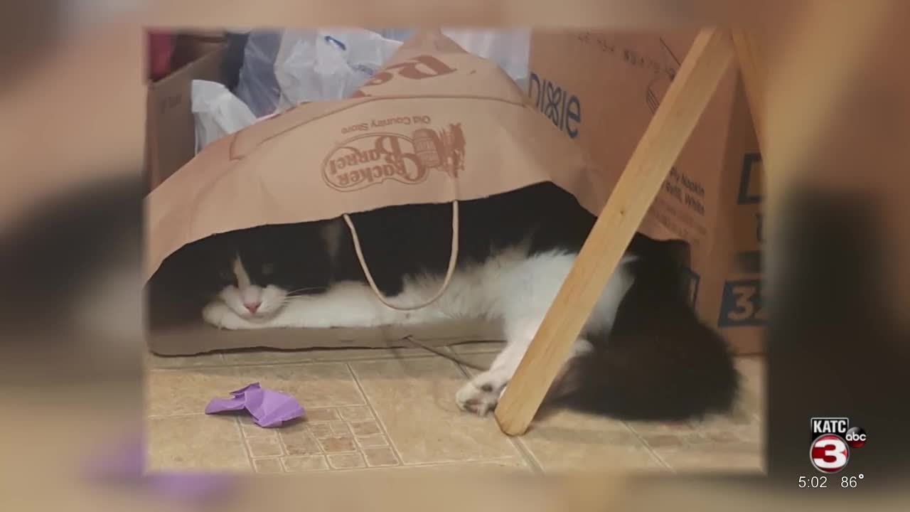 Pet cat found shot to death near City Park, owners left heartbroken