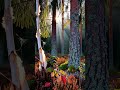 #relaxingmusic #nature #ambient #ambientmusic #relaxing #relax #meditationmusic #livewallpaper