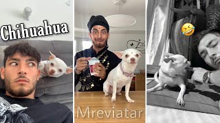 Funny Tiktok Angry Chihuahua Compilations #1 ( mreviatar Tiktok )