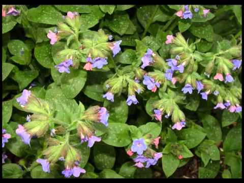 remedios caseros para cicatrizar heridas - como curar una herida - cicatrizantes naturales camera iphone 8 plus apk