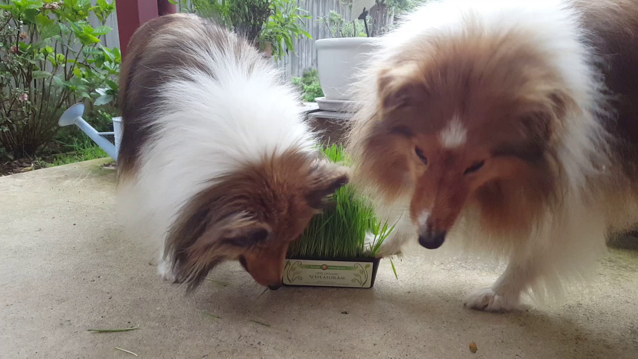 Digging into the wheatgrass - YouTube