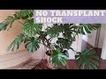 HOW TO REPOT MONSTERA DELICIOSA | Swiss Cheese Plant Repotting | Monstera with support sticks