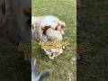 Aussies too smart for everyone’s safety #aussiesdoingthings #shepherd #funny #animals
