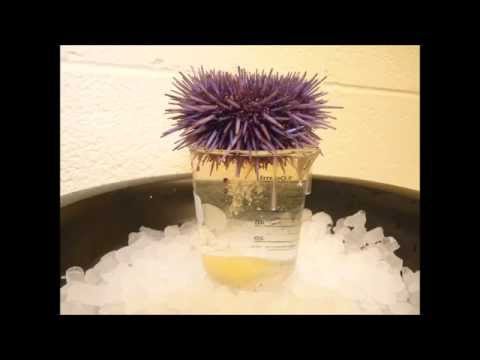 How to get sperm and eggs from a sea urchin