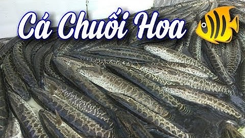 CÁ CHUỐI HOA, CÁ QUẢ, CUNG CẤP CÁ GIỐNG CÁ THỊT. LH 0989856862-0989433197.