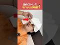 【脳のストレス】自律神経が一撃で整って不眠症を解消!