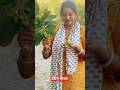 Mood Off🥺But Harvest Time 🍓#harvesting #youtubeshorts #viralvideo #fruits #vegetables