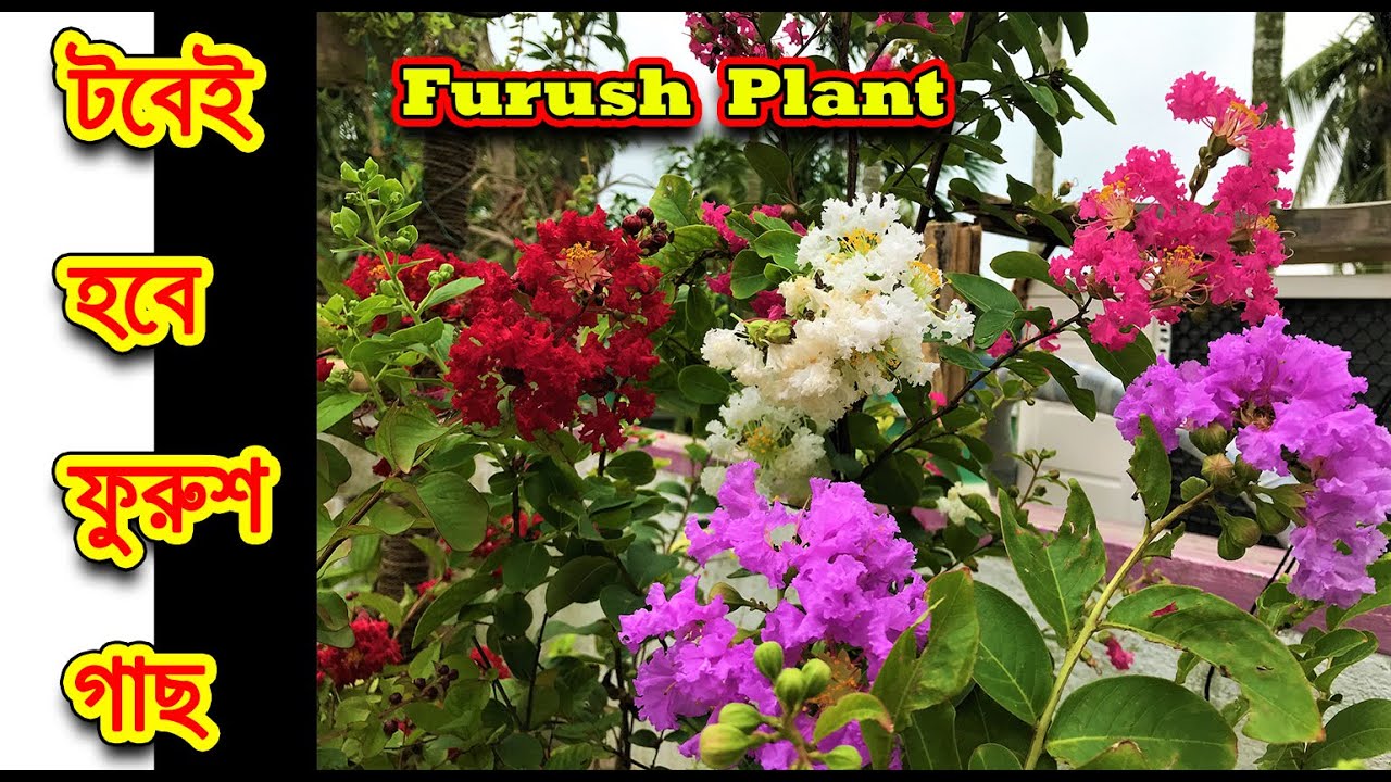 টবে ফুরুশ ফুল গাছ প্রতিস্থাপন এবং সম্পূর্ণ পরিচর্যা / Complete Care of Furush Plant / Crape Myrtle