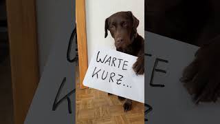 Bin ich Pleite? Mein Hund weiß es auf jedenfall...